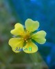 AlainH